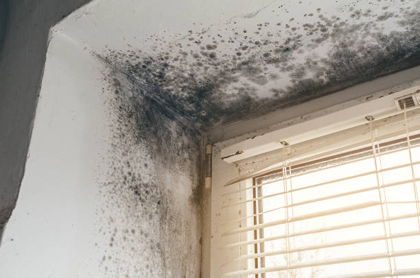 Affordable Basement Mold Removal solutions in Livingston, TX