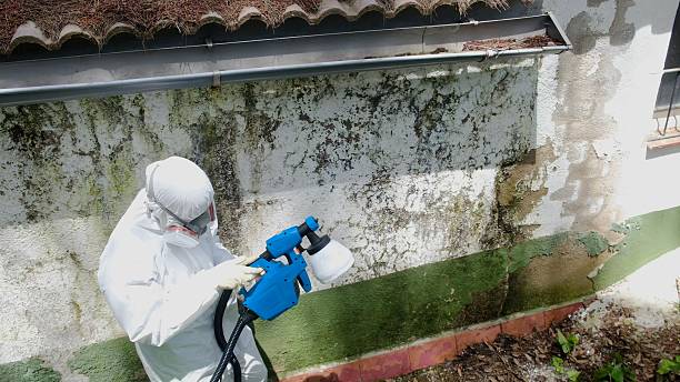 Trusted Mold Removal service in Livingston, TX - Cheap Mold Removal
